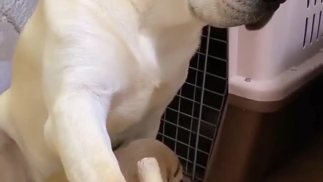 Labrador's mother is protecting the naughty child