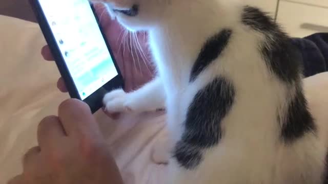 Cat Helping Dad and Scrolling His Feed Down