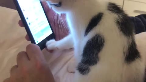 Cat Helping Dad and Scrolling His Feed Down