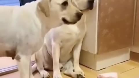 Funny dogs