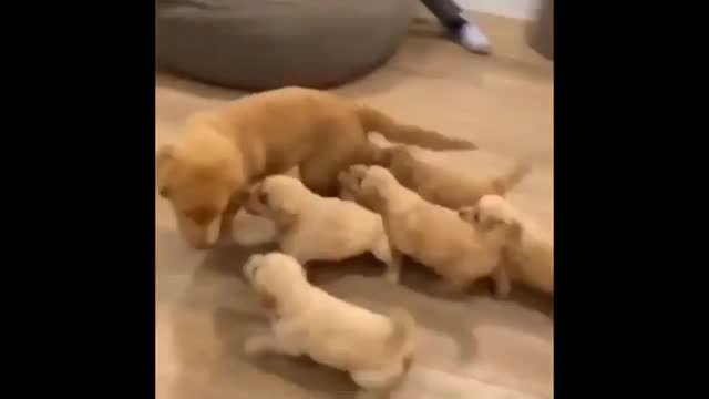 Funny dog videos 2022πππΆπΆ it's time to laugh with dog's life