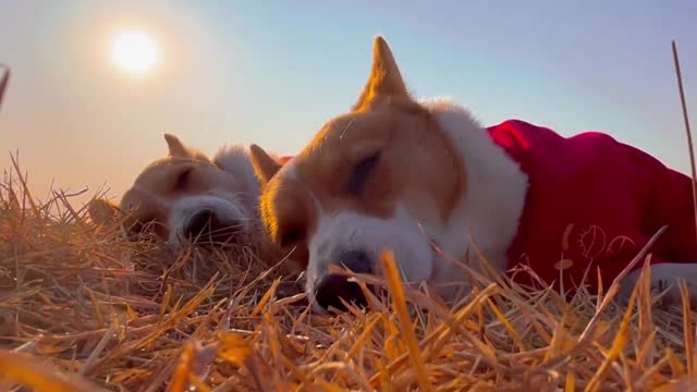 How lucky we are to have the same evening wind and feel the same sunset. Ke Jimeng's debut plan