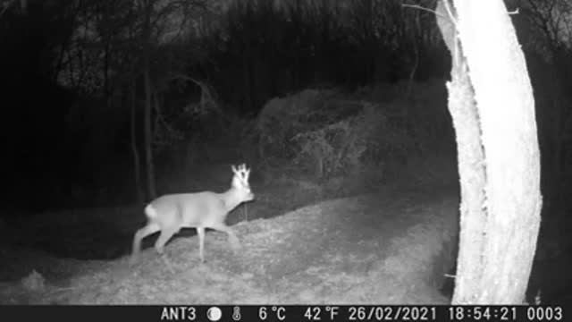 A young deer walking in the forest at night (Provence nature camera)