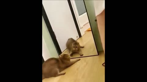 Funny video