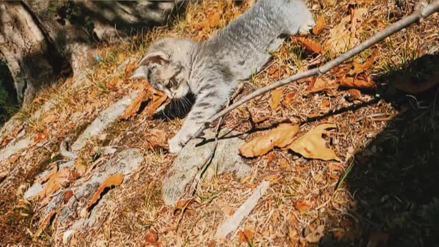 Kitten In Fierce Fall Mode