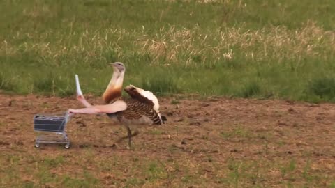 Funny Birds with Arms