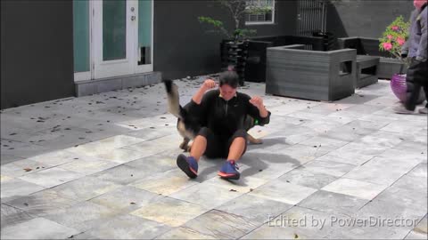 Guard Dog Training STEP BY STEP