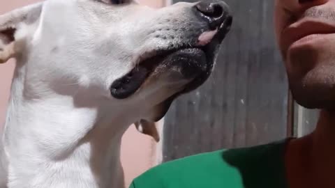 Labrador likes to show his teeth