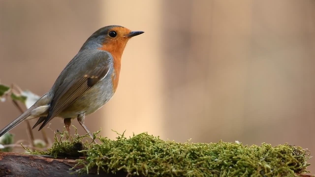 Beautiful birds