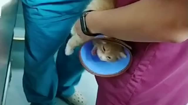 cat injection funny videos