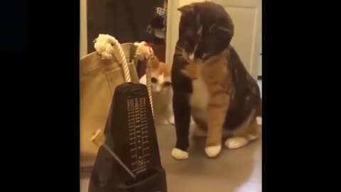 Top Cute Animals
