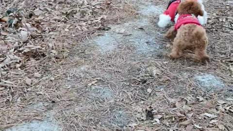 Dog on a walk in the early morning