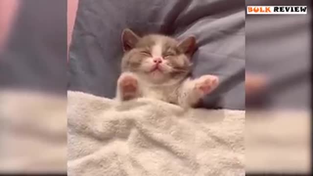 Funny cat | fun video