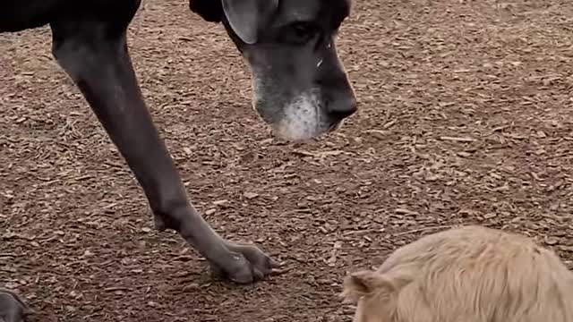 Great Dane Couldn't Make Other Dogs Friends — Until His New Neighbor Moved In