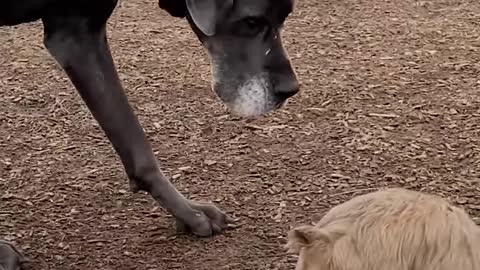 Great Dane Couldn't Make Other Dogs Friends — Until His New Neighbor Moved In