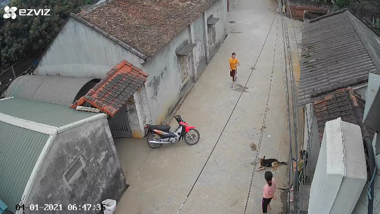 Excited Dogs Knock Person Down