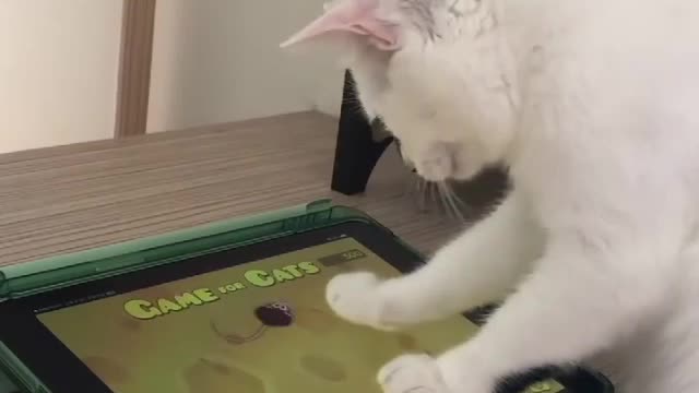 Kitty playing game show