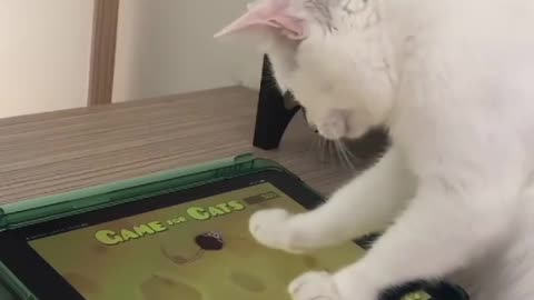 Kitty playing game show