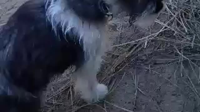 Schnauzer Puppies meet the chickens