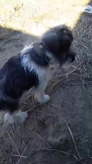 Schnauzer Puppies meet the chickens