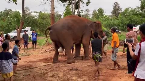 Elephant have Babies Live