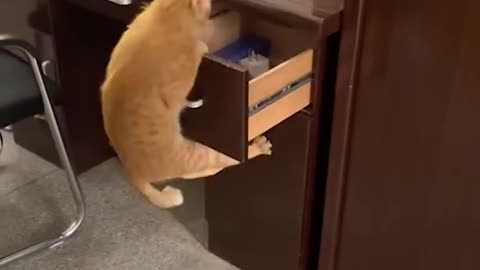 Cat shows off amazing magic trick!