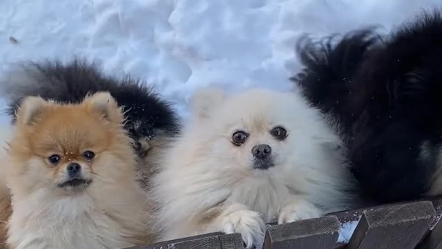 This is Funny and cute Pomeranian puppies