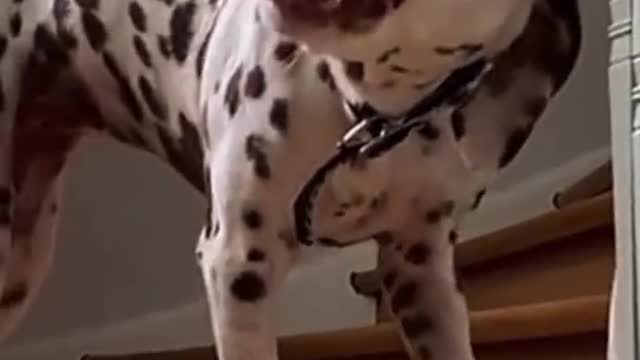 Best Funny Animal Videos 2022 🤩- Funniest Dogs and cats Videos #shorts #tiktok #kittens