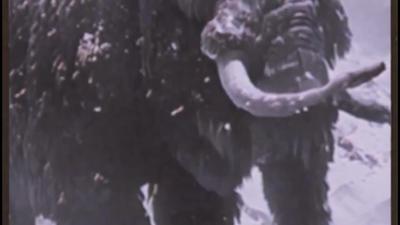 WOOLLY MAMMOTH CAUGHT ON FILM IN REAL LIFE