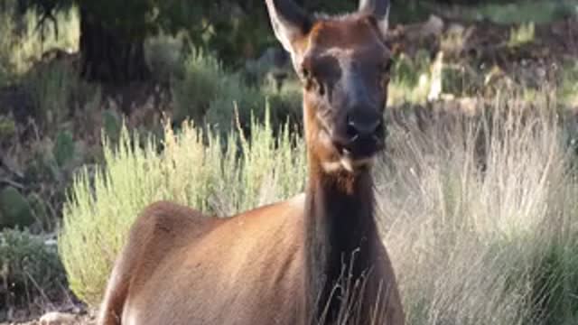 Elk having its afternoon munch