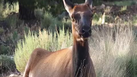 Elk having its afternoon munch