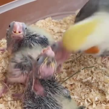 A female cockatiel bird feeds her young, a beautiful and creative view