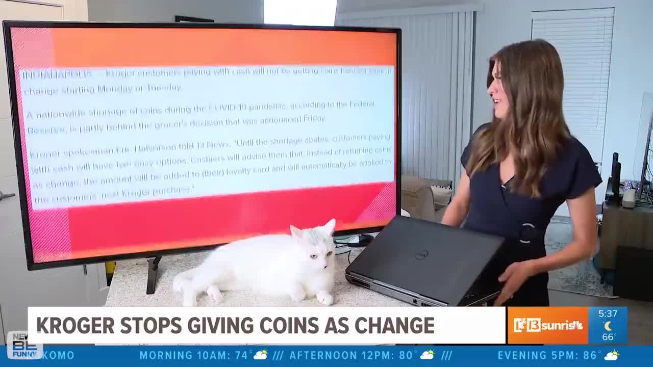 Funniest Animals Work From Home News Bloopers - News Be Funny