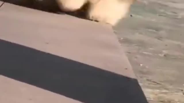 cute puppy 😃 funny moment 😍❤️😺
