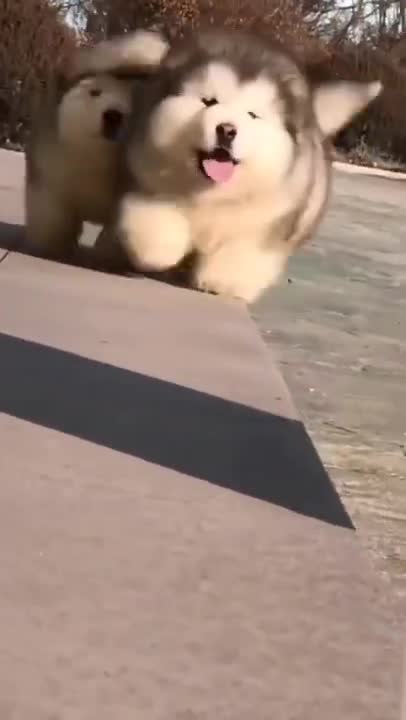 cute puppy 😃 funny moment 😍❤️😺