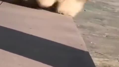 cute puppy 😃 funny moment 😍❤️😺