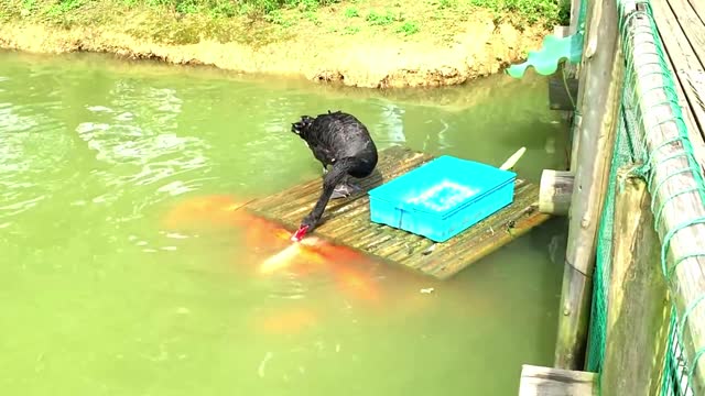 Touching scene between a black swan and fish