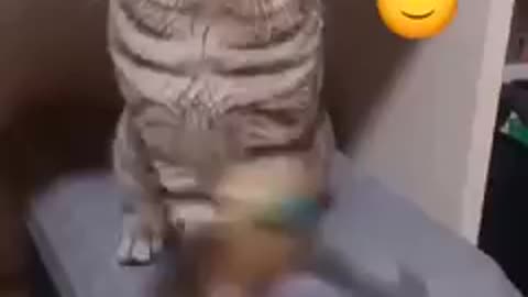 cat disrespectful to owner