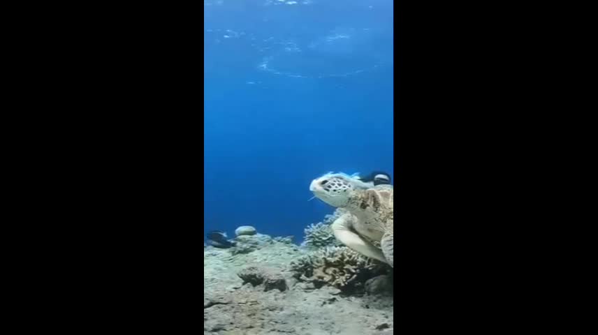 Diving has changed the way we look at things