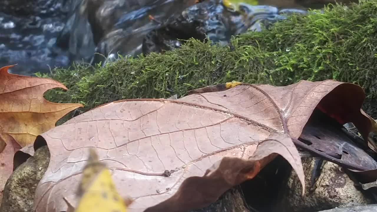 Relaxing Autumn Leaf by a Mountain Stream Scenic Up Close Sounds of Nature Beautiful Flower Calming