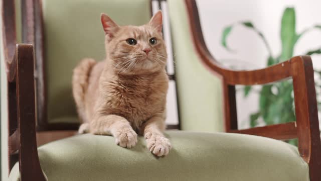 Cat On Resting On The Chair