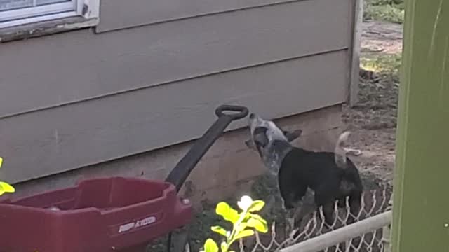 Dog attacks wagon