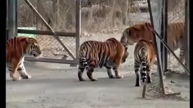 Is this one the biggest tiger of all? All the other tigers are afraid to see it