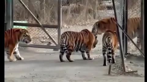 Is this one the biggest tiger of all? All the other tigers are afraid to see it