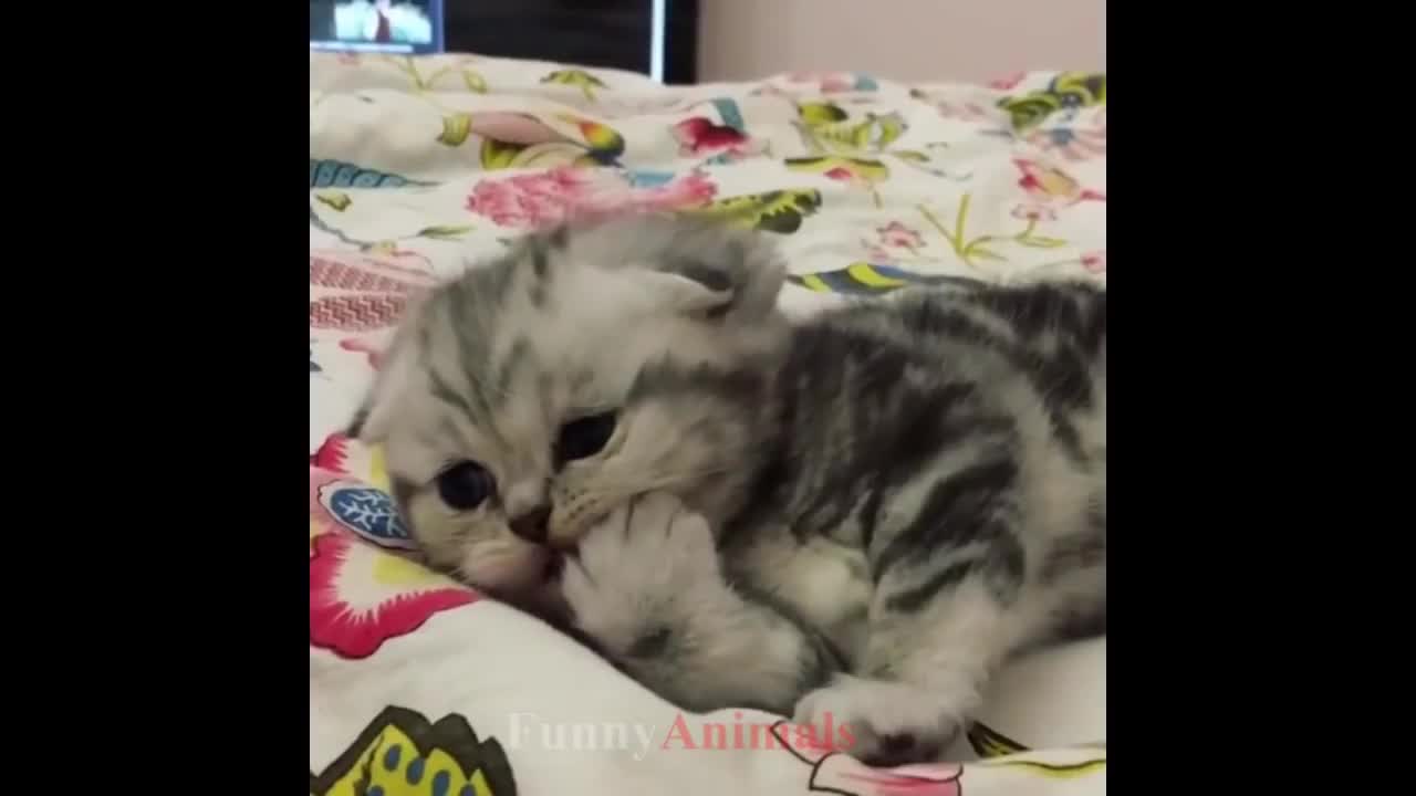 So many cute kittens videos compilation