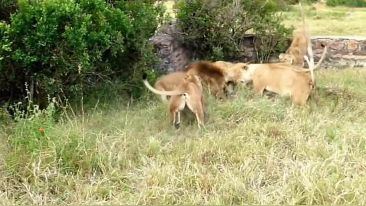 Protecting Cubs: Intense Lion Battle