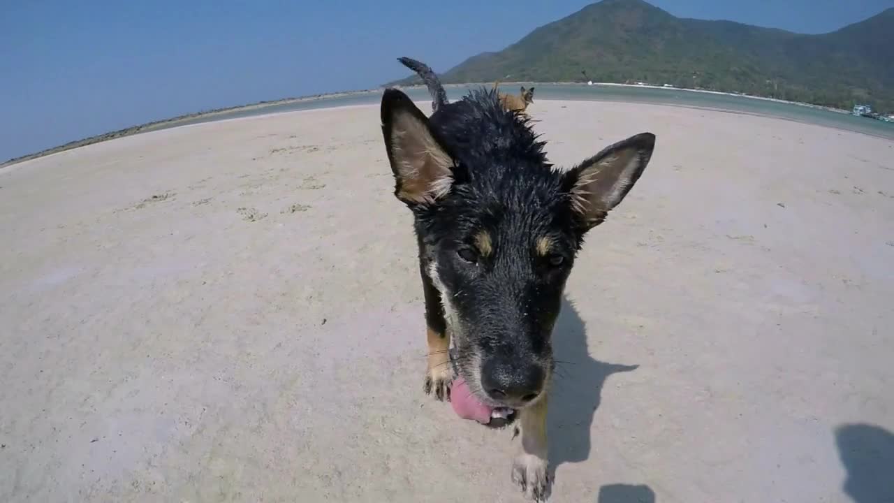 Street Dog Walking on Camera on Beach. Slow Motion