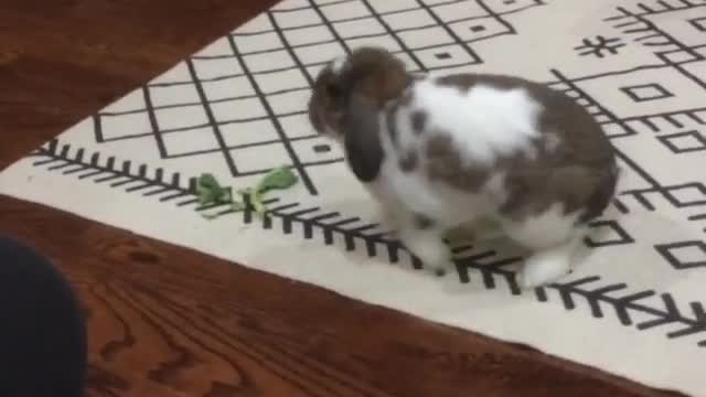 Bunny rabbit has a case of the zoomies