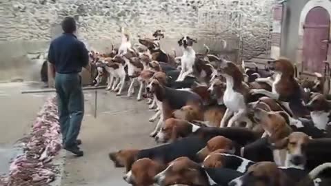 Amazing Dogs Eating
