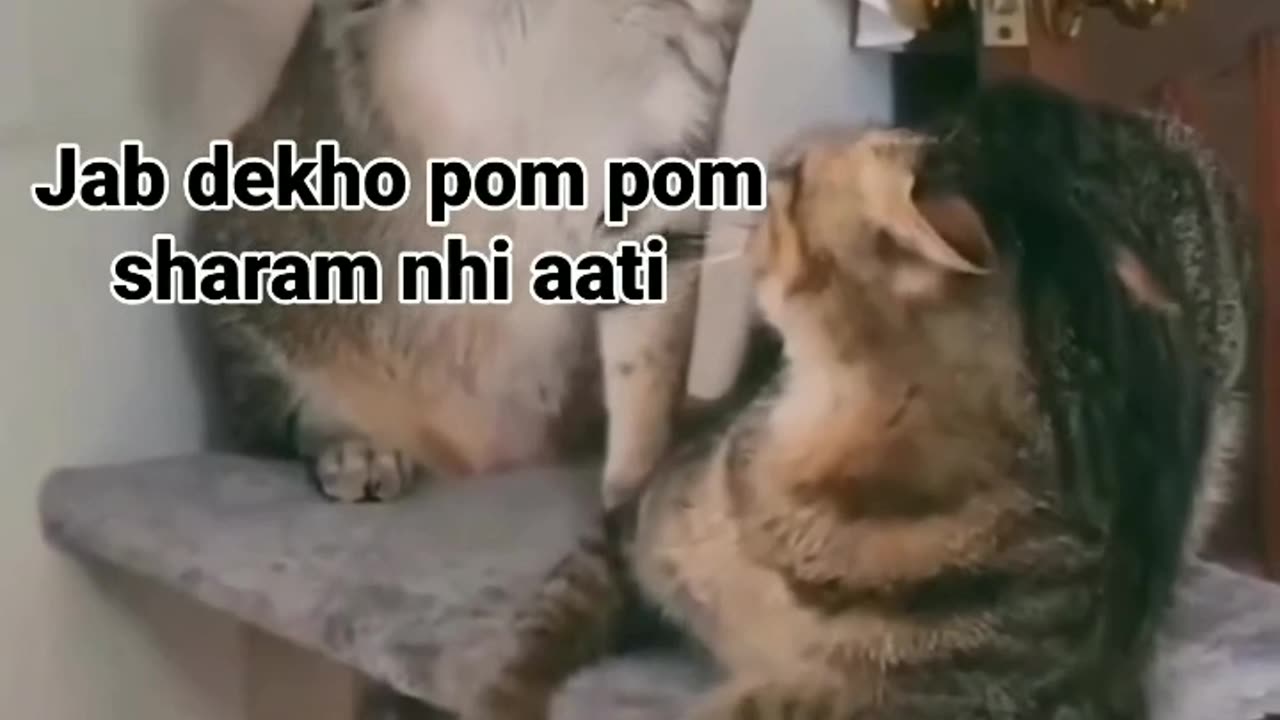 funny cat video